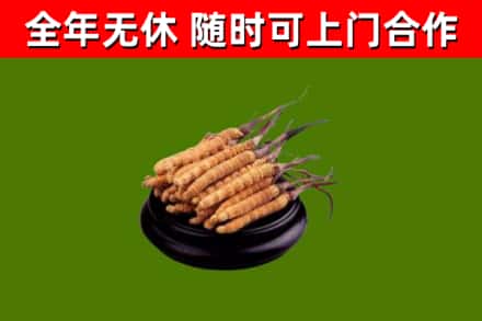 信丰烟酒回收冬虫夏草.jpg